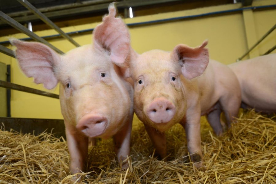 Gene-edited pigs, The Roslin Institute