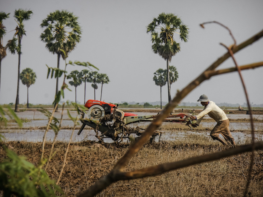 Cambodian rice farmer 