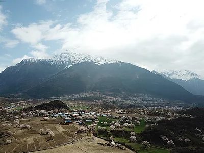 Peach trees in Tibet, where they grow in cold, high-altitude conditions. 