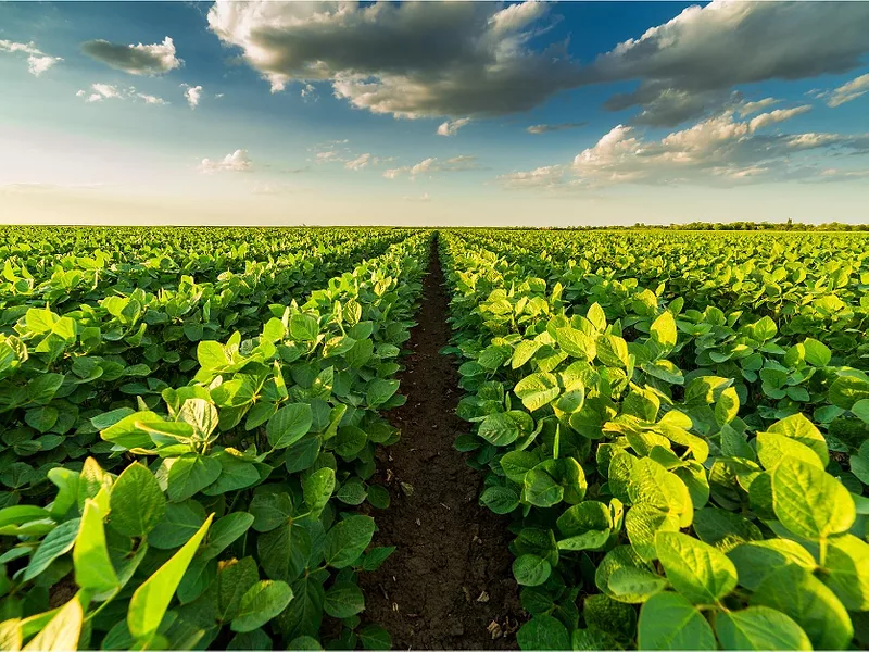 Beans_in_field.png