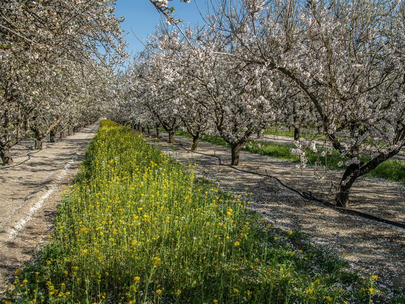CDFA announces grant for pheromone mating disruption project