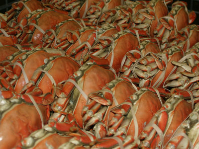 Dungeness crab (courtesy WCSPA)
