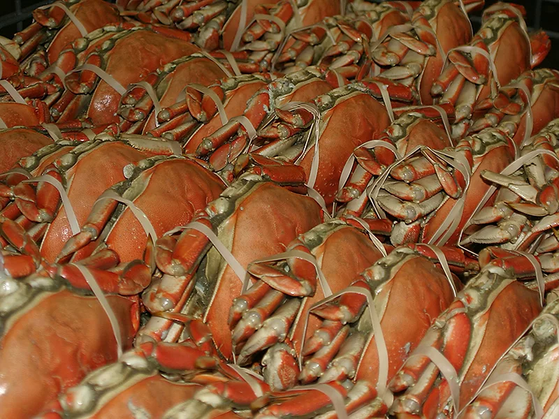 Dungeness crab (courtesy WCSPA)