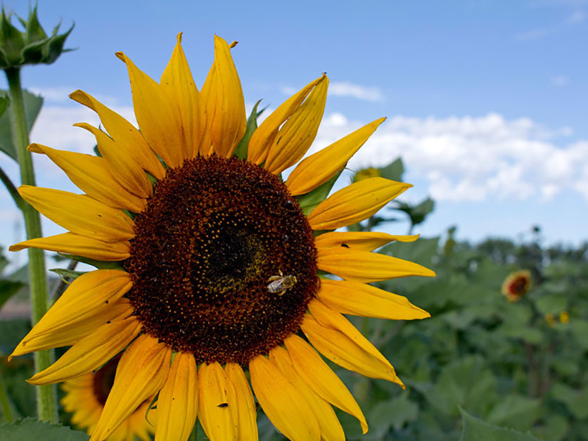 USDA-bee-sunflower-compressed.jpg
