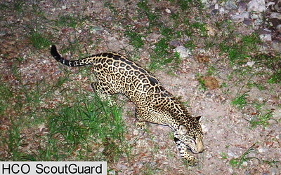 A leopard lying on the ground

Description automatically generated with medium confidence