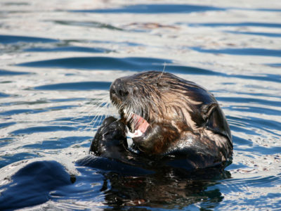 Sea-Otter-NPS-836x627-compressed.jpg
