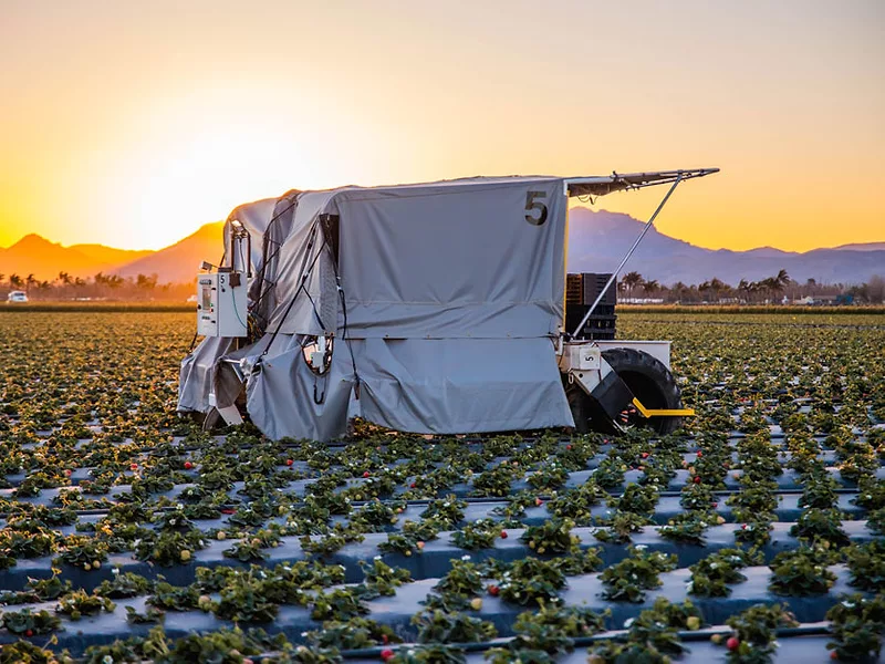 strawberry-harvester-sunset-836x627-compressed.jpg