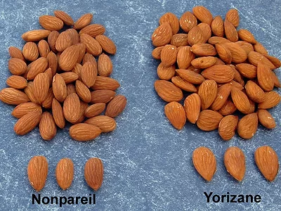 Almonds-Nonpareil-Yorizane-836x627-compressed.jpg