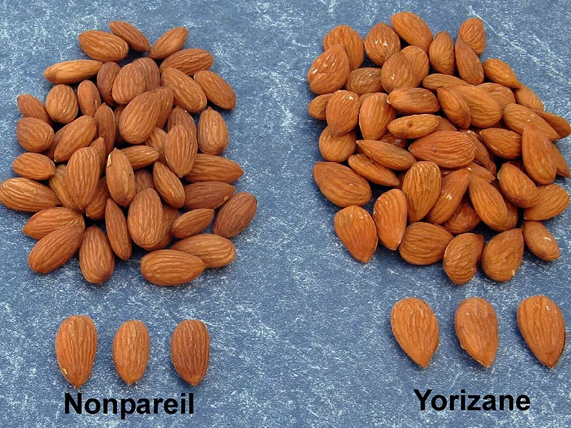 Almonds-Nonpareil-Yorizane-836x627-compressed.jpg
