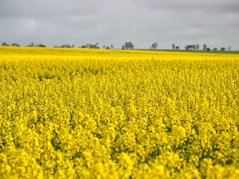 Canola_field.png