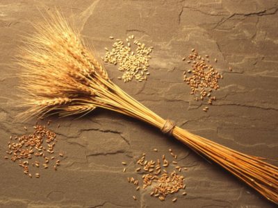 wheat-pic.jpg