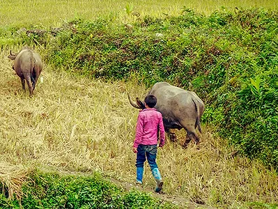 smallholder-undp.jpg