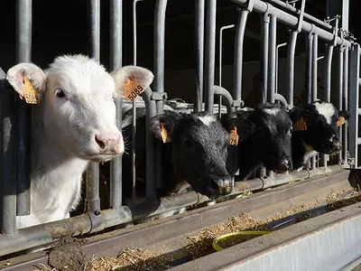Electronic cattle eartags USDA.jpg