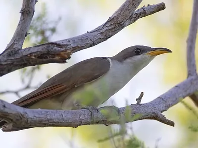 yellow-billed-cuckoo-p.pearsall.usfws_.jpg