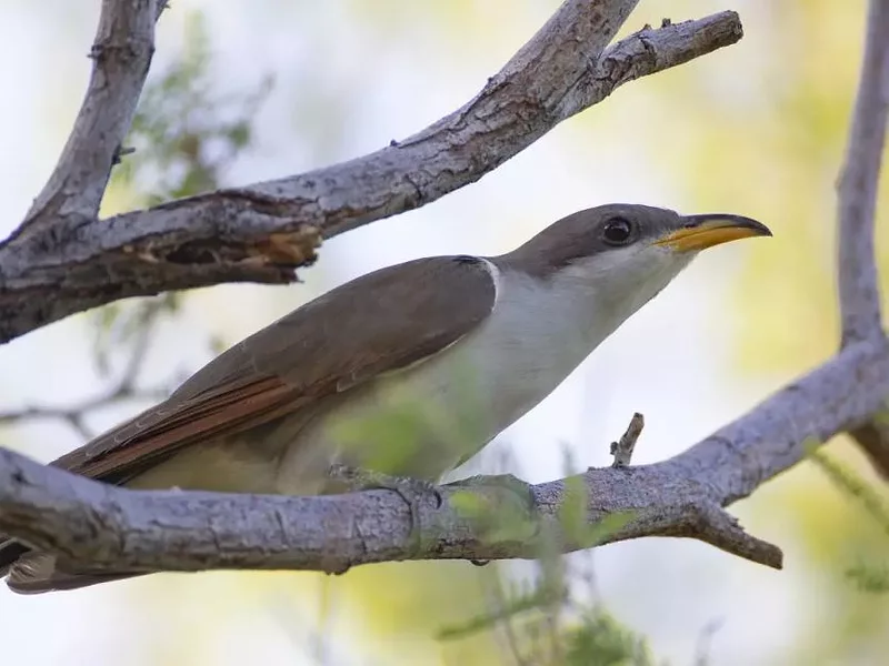 yellow-billed-cuckoo-p.pearsall.usfws_.jpg