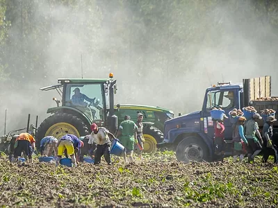 Foreign workers sweet potato harvest.jpg