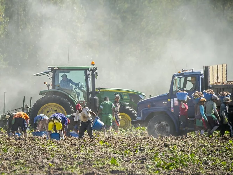 Foreign workers sweet potato harvest.jpg