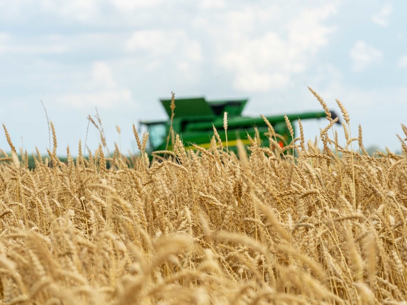 wheat_harvest_combine_grain.jpg