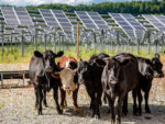 Agrivoltaics_Cattle_Solar_Grazing_AgriSolar.jpg
