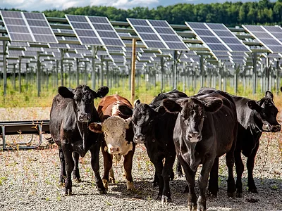 Agrivoltaics_Cattle_Solar_Grazing_AgriSolar.jpg