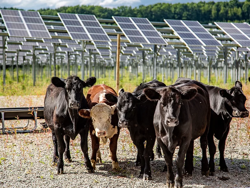 Agrivoltaics_Cattle_Solar_Grazing_AgriSolar.jpg