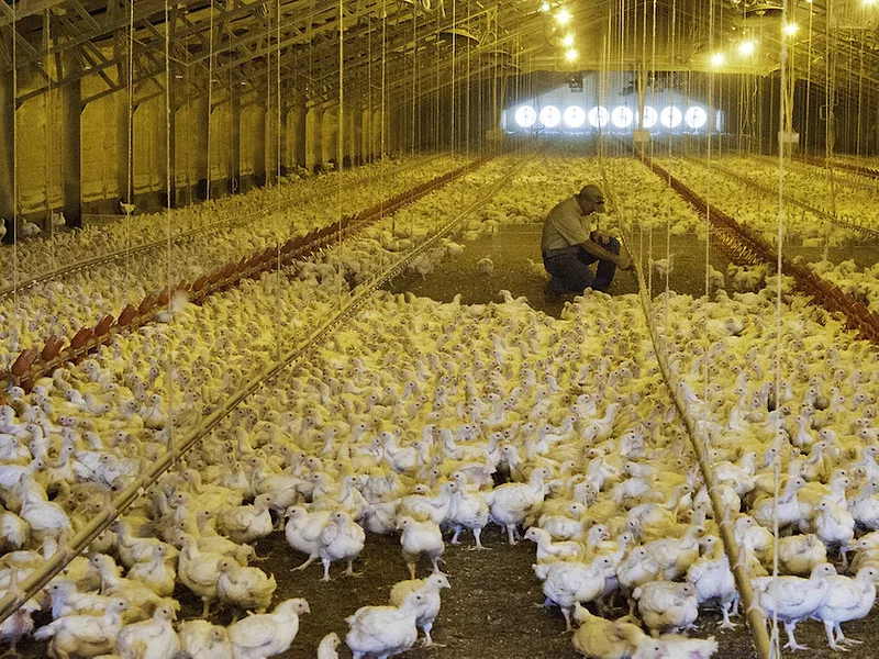 Chicken_farmer.jpg
