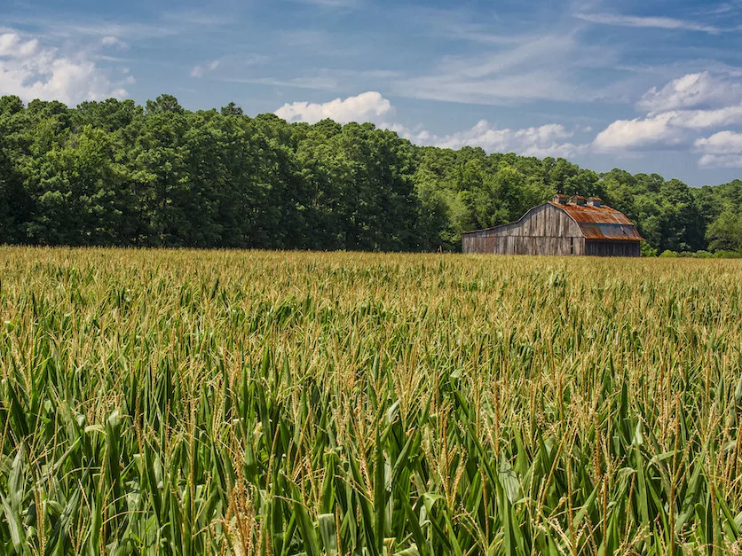Farmland__corn_barn_farmstead_land.jpg