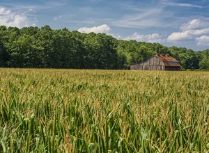 Farmland__corn_barn_farmstead_land.jpg