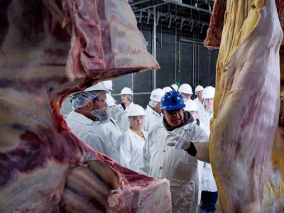 Meat_processing_inspection_beef.jpg