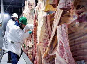 Meat_processing_processor_beef.jpg