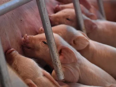 Piglets_pigs_swine.JPG