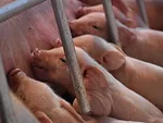 Piglets_pigs_swine.JPG