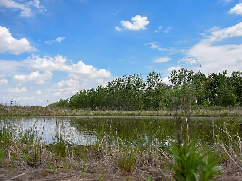 Wetland_1.jpg