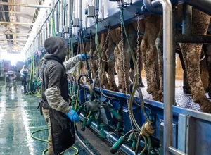 dairy_worker_milking_labor.jpeg