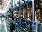 dairy_worker_milking_labor.jpeg