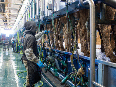 Dairy worker milking labor