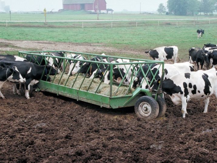dairy-cows-usda-photo.jpg