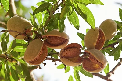 hull split of almonds.jpg