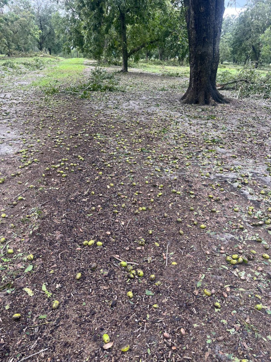 Georgia Garm Bureau Pecans.jpg