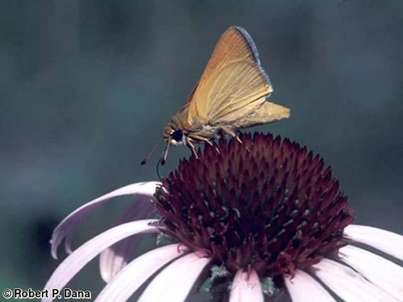 iowa-skipper-photo-CR.jpg