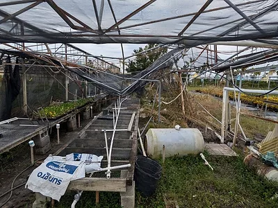 Florida Nursery Damage Hurricane Milton.jpg