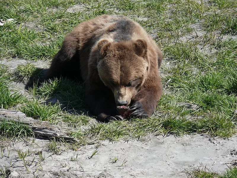 grizzly_bear.jpg