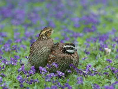 Northern_Bobwhite_quail.jpg