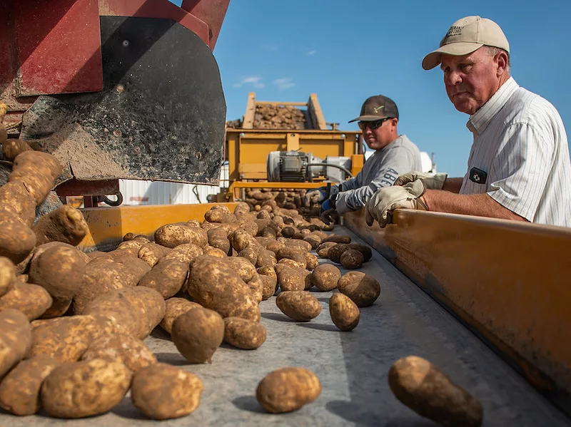 Potato harvest.jpg