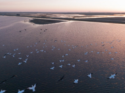 Birds flying over slough wetlands conservation nrcs