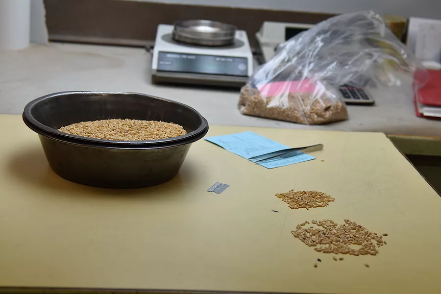 Grain_inspection_demonstration_tools.JPG