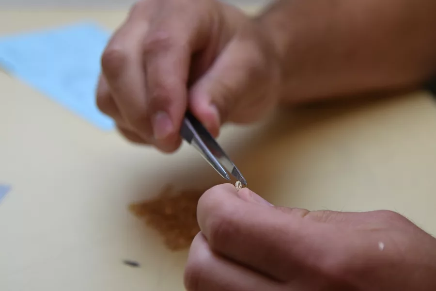 Grain_inspection_demonstration_wheat_kernel.JPG