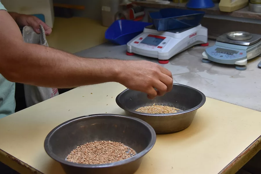 Wheat_pans_grain_inspection.JPG