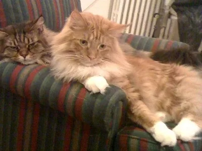 catscropped.jpg