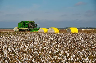 cotton_harvest.jpg